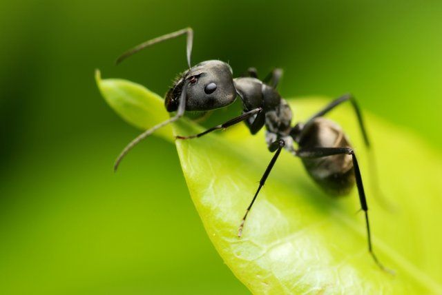 Как избавиться от муравьев на дачном участке навсегда! - фото